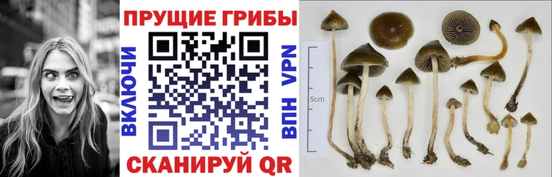 купить наркотик  блэк спрут как зайти  Галлюциногенные грибы Psilocybine cubensis  Чёрмоз 